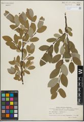 Foto von Salix glauca L. x Salix nigricans Sm.